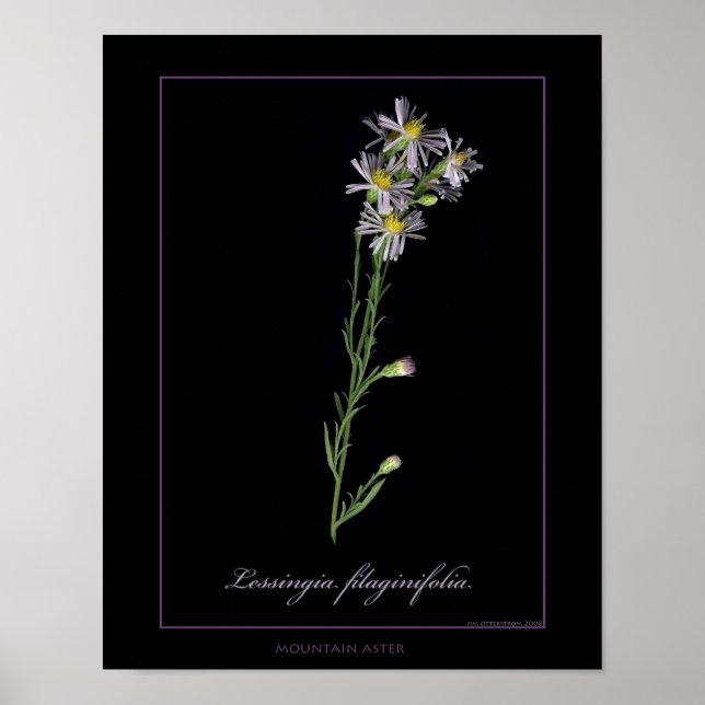 Mountain Aster Botanical Art Print (Front)