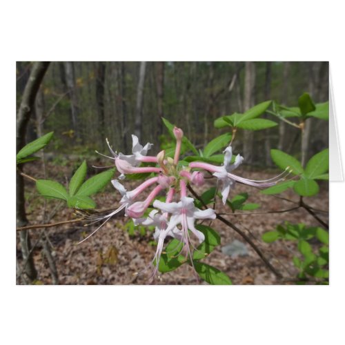 Mountain Azalea