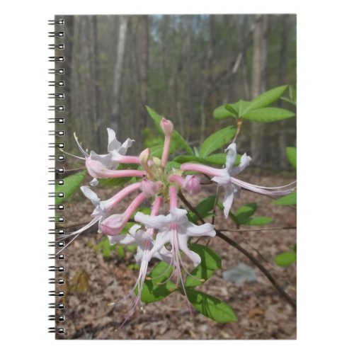 Mountain Azalea Notebook