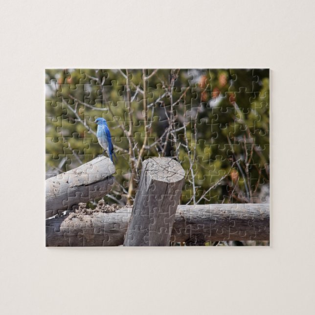 Mountain Blue Jay - 8x10 - 110 pcs Jigsaw Puzzle (Horizontal)