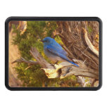 Mountain Bluebird at Arches Hitch Cover
