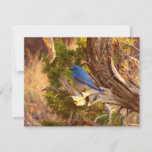 Mountain Bluebird at Arches National Park
