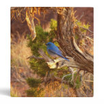 Mountain Bluebird at Arches National Park 3 Ring Binder