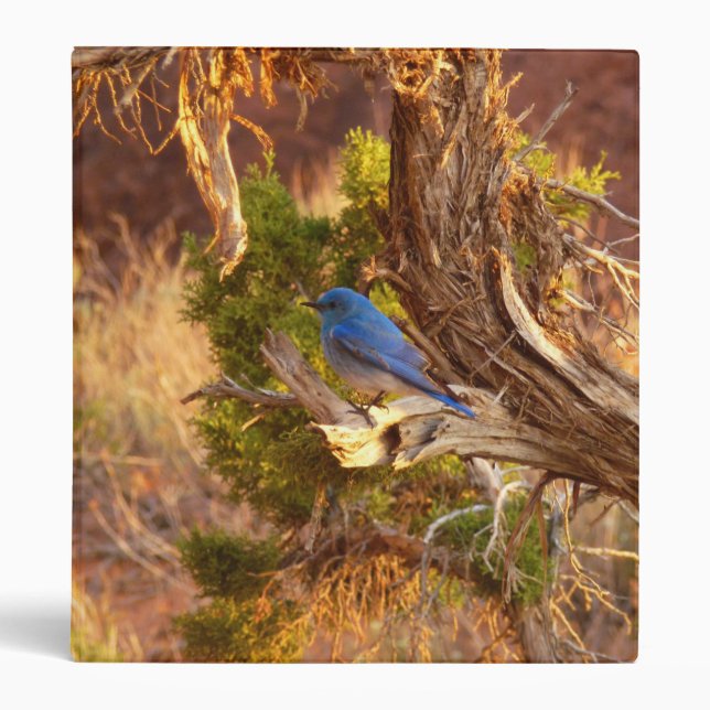 Mountain Bluebird at Arches National Park 3 Ring Binder (Front)