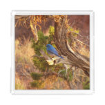 Mountain Bluebird at Arches National Park Acrylic Tray