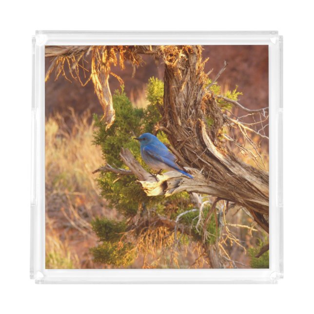 Mountain Bluebird at Arches National Park Acrylic Tray (Front)