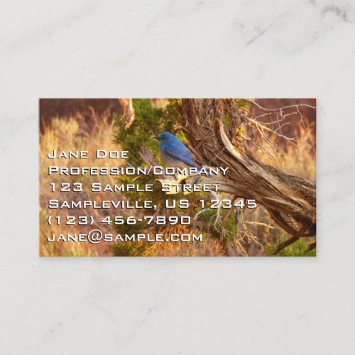 Mountain Bluebird at Arches National Park Business Card