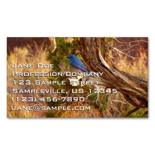 Mountain Bluebird at Arches National Park Business Card Magnet