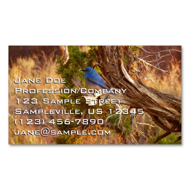Mountain Bluebird at Arches National Park Business Card Magnet (Front)