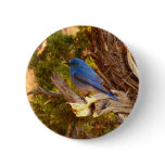 Mountain Bluebird at Arches National Park Button