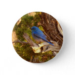 Mountain Bluebird at Arches National Park Button