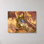 Mountain Bluebird at Arches National Park Canvas Print