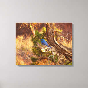 Mountain Bluebird at Arches National Park Canvas Print