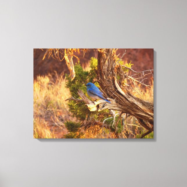 Mountain Bluebird at Arches National Park Canvas Print (Front)