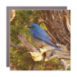 Mountain Bluebird at Arches National Park Car Magnet