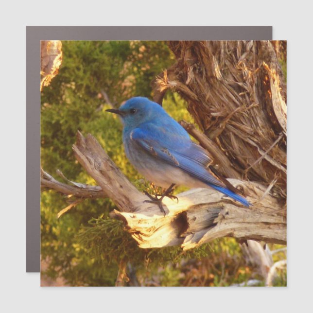 Mountain Bluebird at Arches National Park Car Magnet (Front)