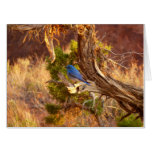 Mountain Bluebird at Arches National Park Card