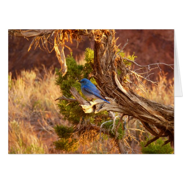 Mountain Bluebird at Arches National Park Card (Front Horizontal)