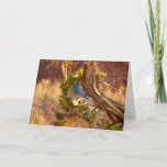 Mountain Bluebird at Arches National Park Card