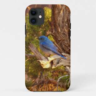 Mountain Bluebird at Arches National Park iPhone 11 Case