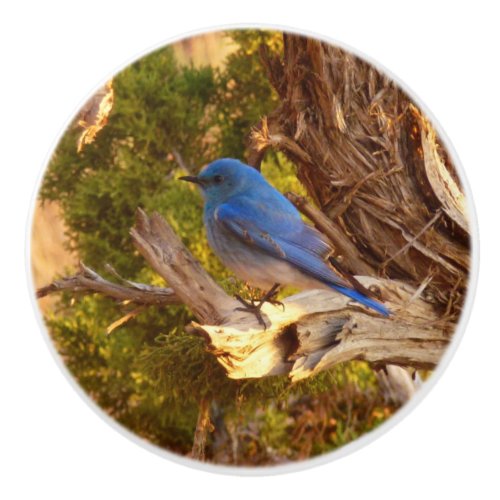 Mountain Bluebird at Arches National Park Ceramic Knob