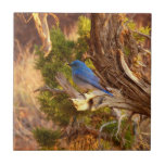 Mountain Bluebird at Arches National Park Ceramic Tile