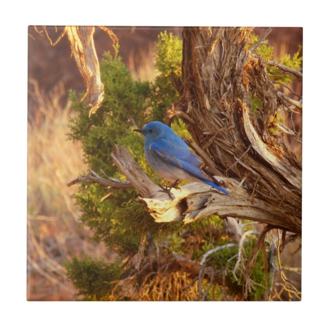 Mountain Bluebird at Arches National Park Ceramic Tile (Front)