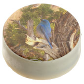 Mountain Bluebird at Arches National Park Chocolate Covered Oreo (Angled)