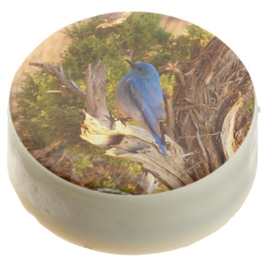 Mountain Bluebird at Arches National Park Chocolate Covered Oreo (Angled)