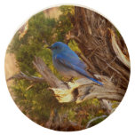Mountain Bluebird at Arches National Park Chocolate Covered Oreo
