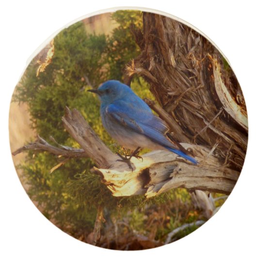 Mountain Bluebird at Arches National Park Chocolate Covered Oreo (Front)