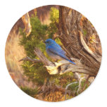 Mountain Bluebird at Arches National Park Classic Round Sticker