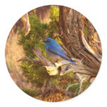 Mountain Bluebird at Arches National Park Classic Round Sticker