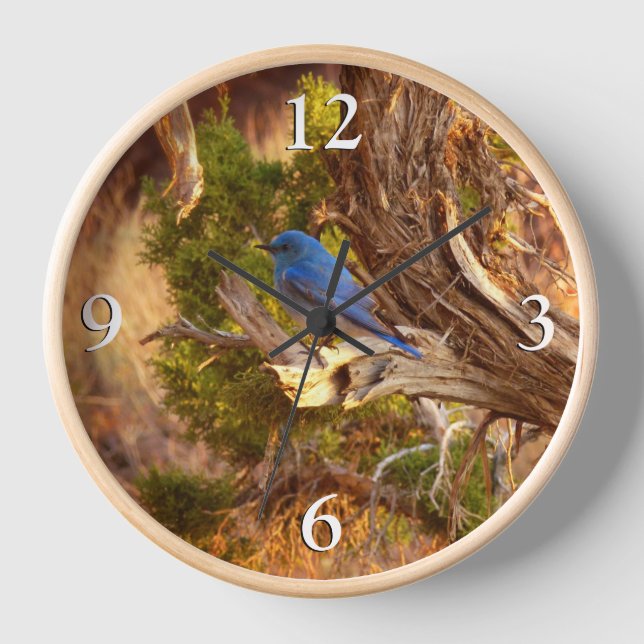 Mountain Bluebird at Arches National Park Clock (Front)