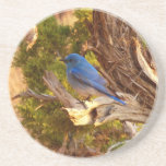 Mountain Bluebird at Arches National Park Coaster
