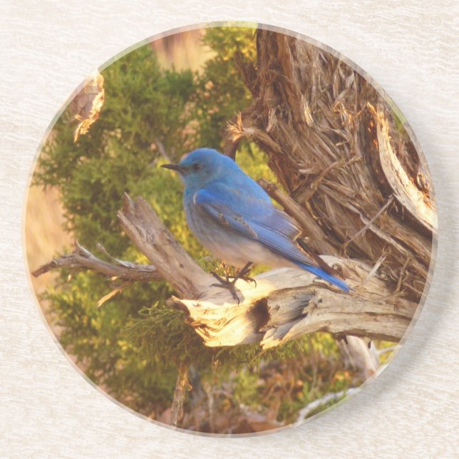 Mountain Bluebird at Arches National Park Coaster (Front)