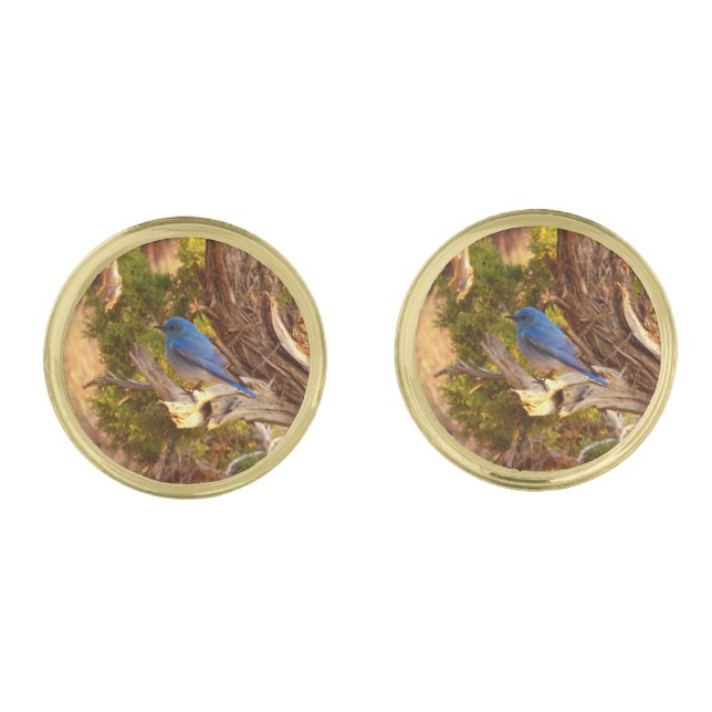 Mountain Bluebird at Arches National Park Cufflinks (Front)