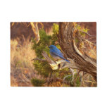 Mountain Bluebird at Arches National Park Doormat