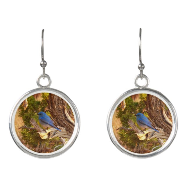 Mountain Bluebird at Arches National Park Earrings (Front)