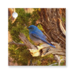 Mountain Bluebird at Arches National Park Favor Tags