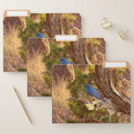 Mountain Bluebird at Arches National Park File Folder