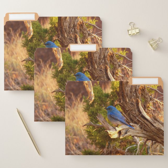 Mountain Bluebird at Arches National Park File Folder (Set)