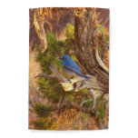 Mountain Bluebird at Arches National Park Garden Flag
