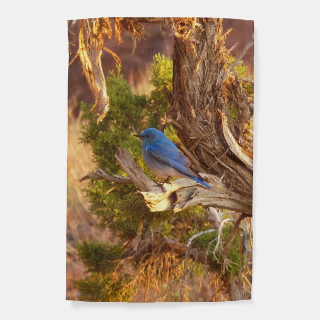 Mountain Bluebird at Arches National Park Garden Flag (Front)