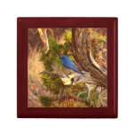 Mountain Bluebird at Arches National Park Gift Box