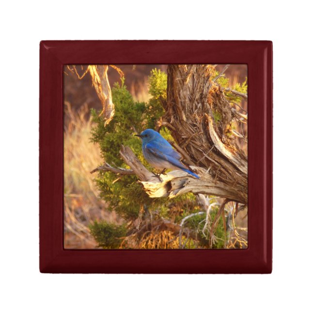 Mountain Bluebird at Arches National Park Gift Box (Front)