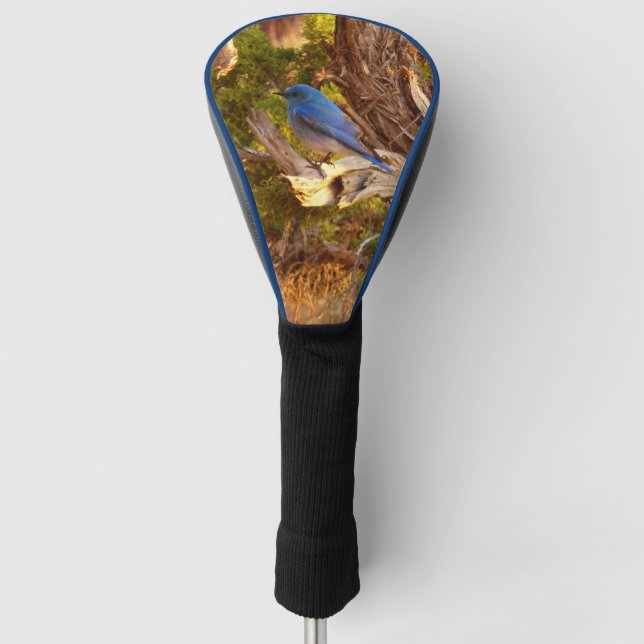 Mountain Bluebird at Arches National Park Golf Head Cover (Front)