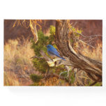 Mountain Bluebird at Arches National Park Guest Book