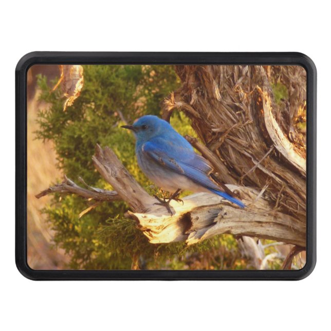 Mountain Bluebird at Arches National Park Hitch Cover (Front)