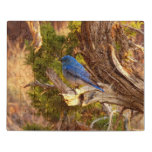Mountain Bluebird at Arches National Park Jigsaw Puzzle